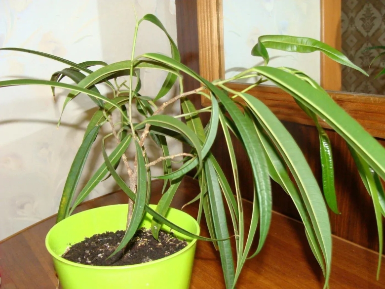 Фикус биннендийка иволистный