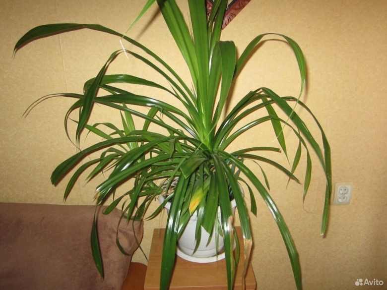 Пальма винтовая панданус Вейча