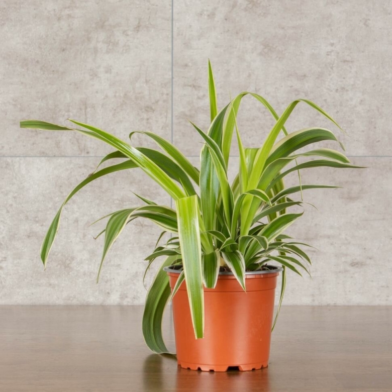 Хлорофитум оушен