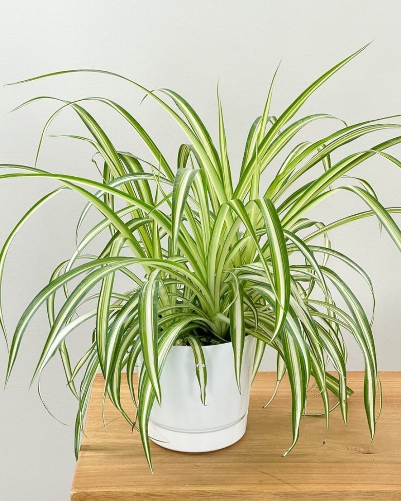Хлорофитум хохлатый Chlorophytum comosum