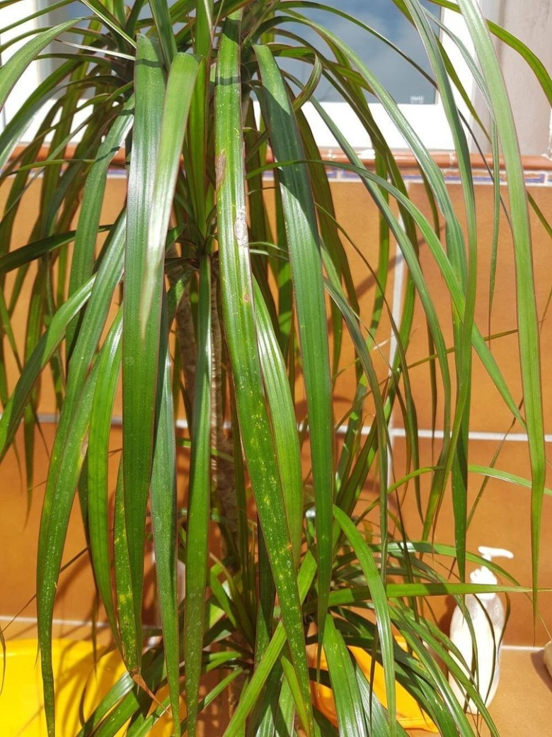 Драцена камбоджийская