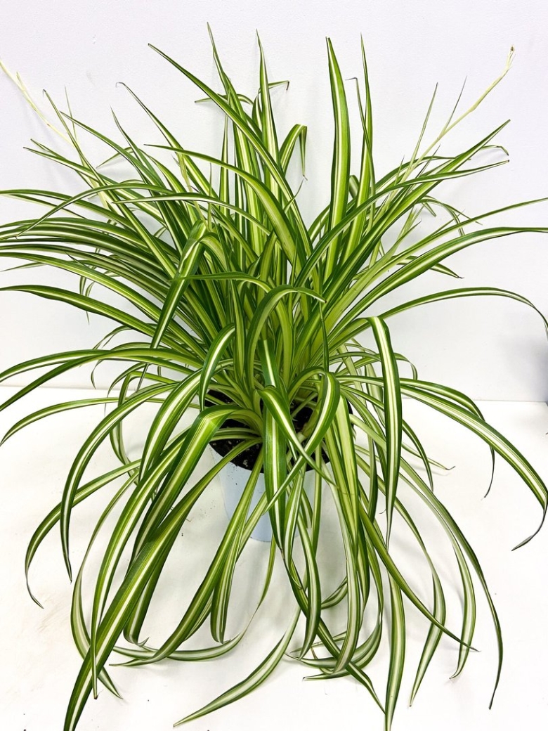 Хлорофитум осока