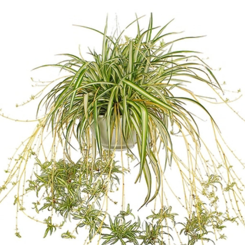 Хлорофитум хохлатый Chlorophytum comosum