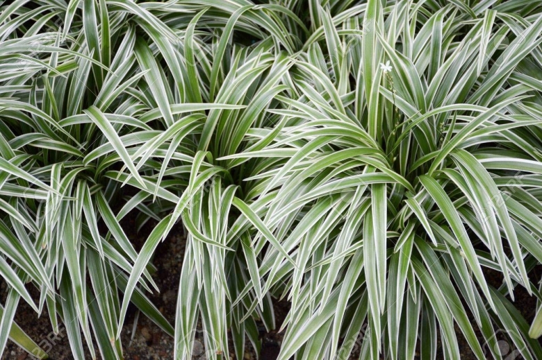 Хлорофитум Капский