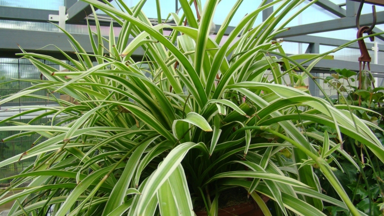 Хлорофитум comosum variegatum