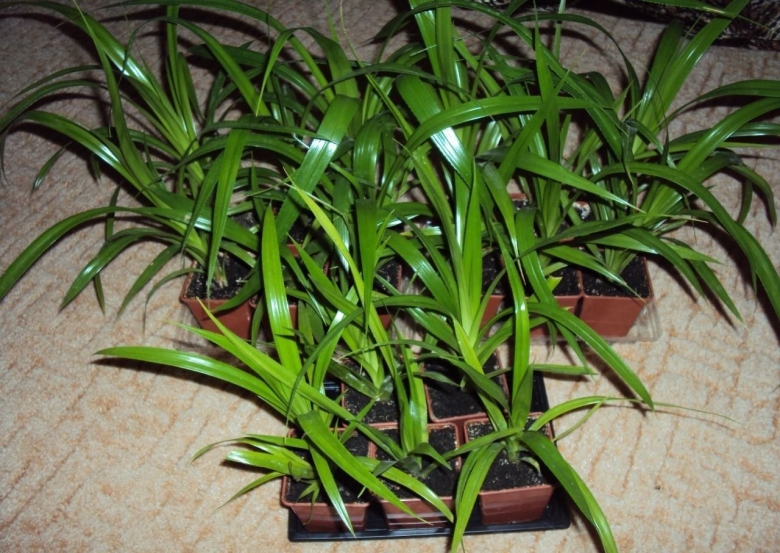 Хлорофитум панданус