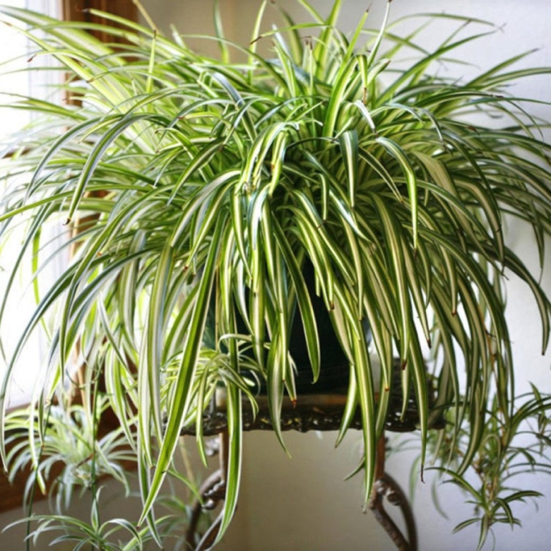 Хлорофитум растение