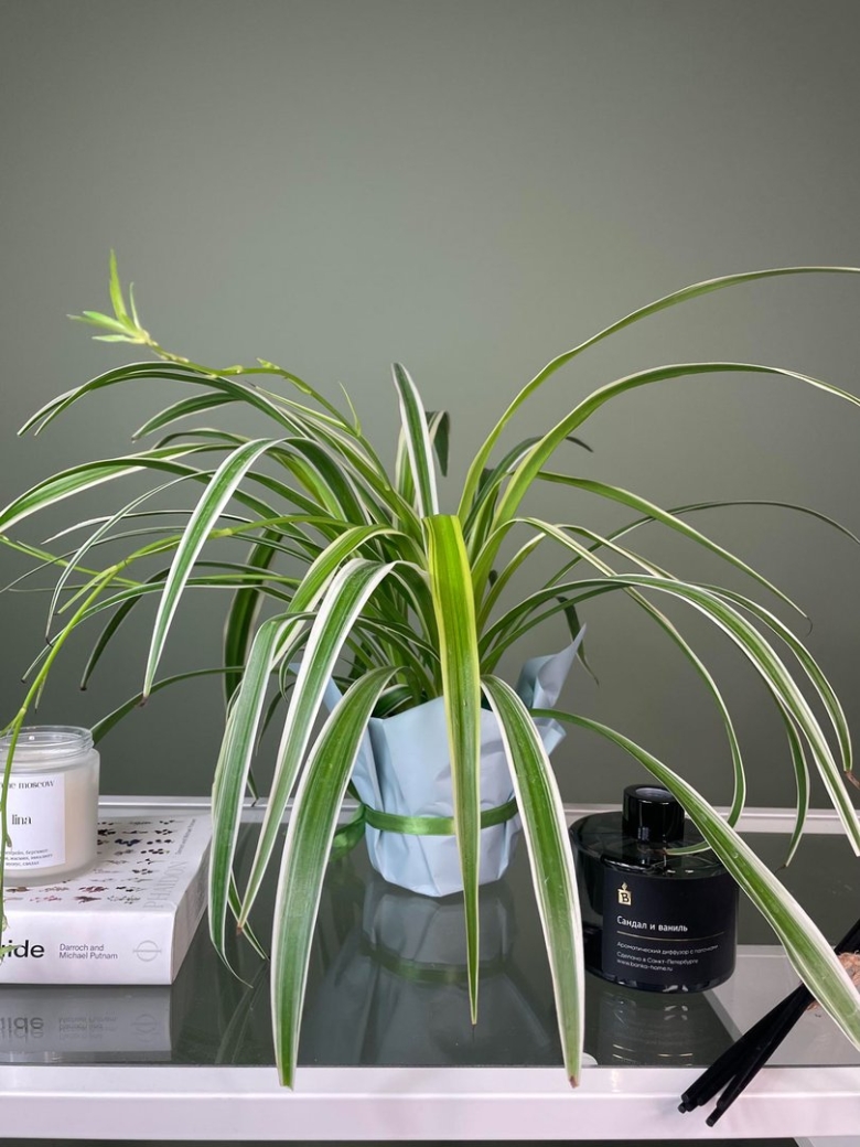 Хлорофитум комнатное растение