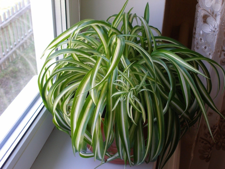 Хлорофитум Виттатум