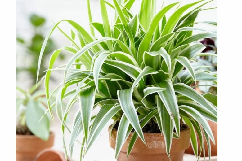 Хлорофитум оушен