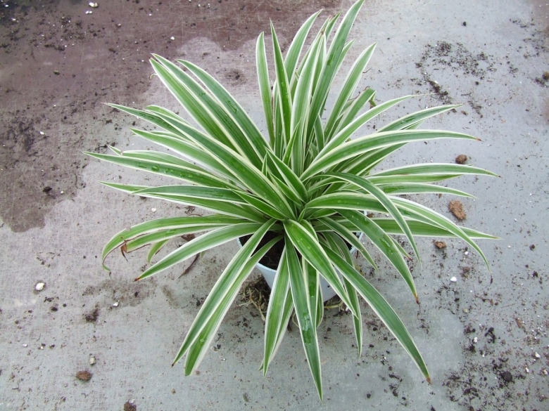 Хлорофитум вариегатный