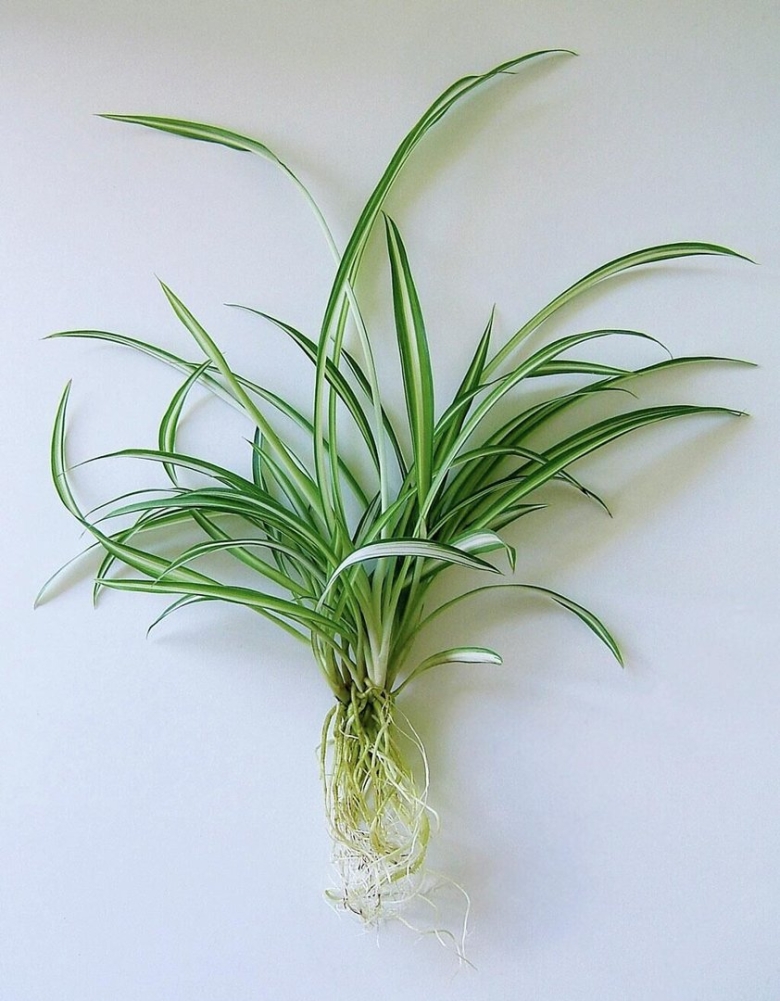 Хлорофитум виттатум