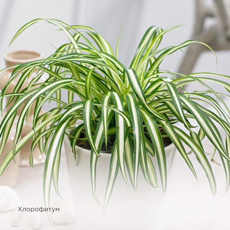 Хлорофитум хохлатый