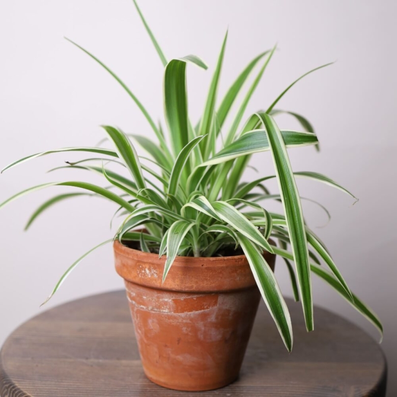 Цветок похожий на хлорофитум