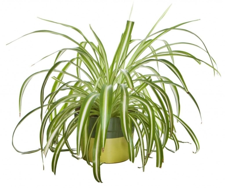 Хлорофитум хохлатый chlorophytum comosum