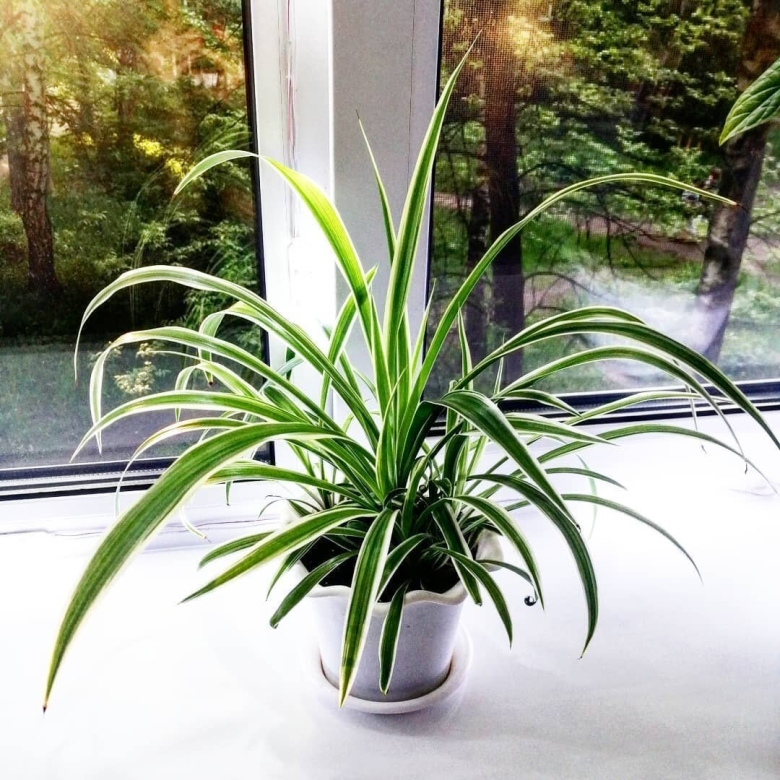 Хлорофитум пальма