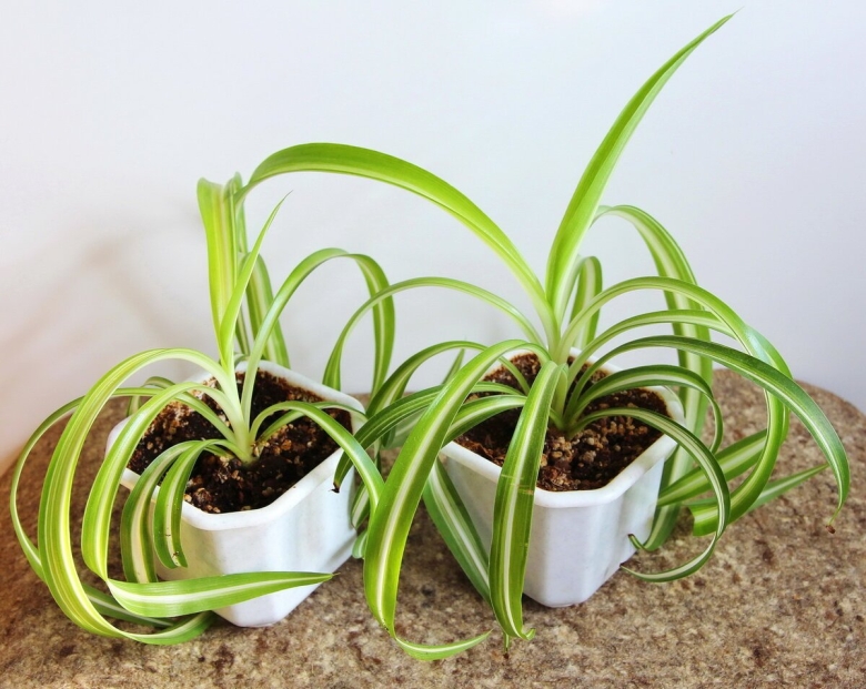 Хлорофитум оранж