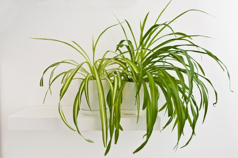 Хлорофитум хохлатый chlorophytum comosum