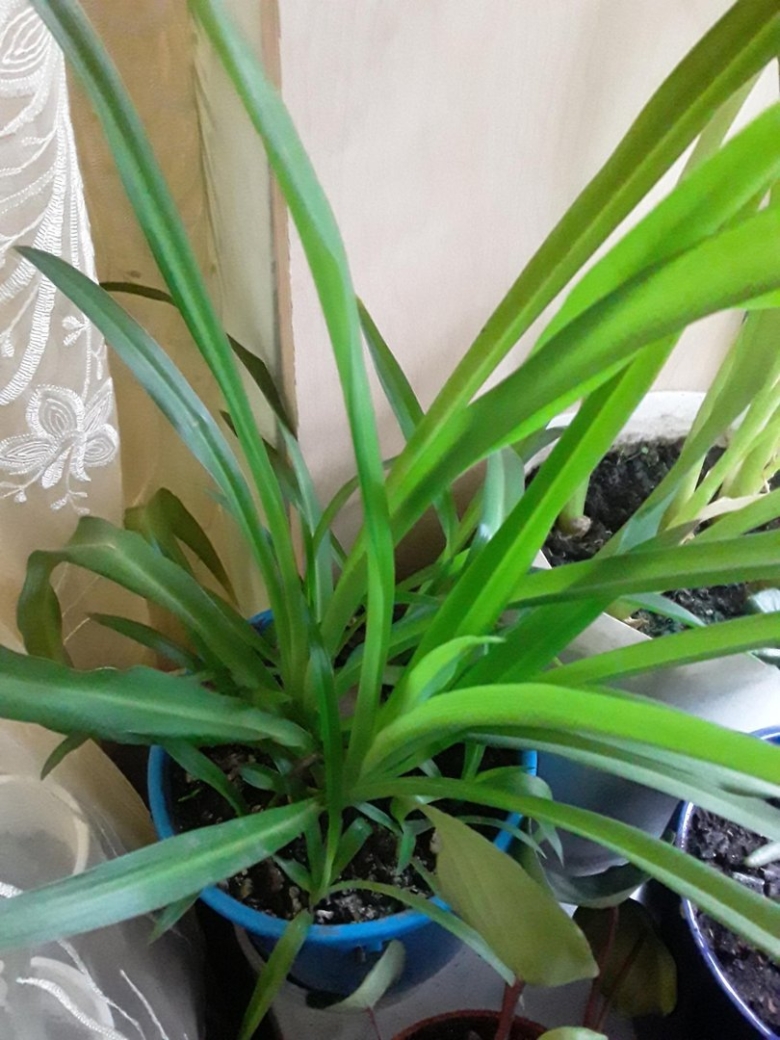 Хлорофитум цветок комнатный