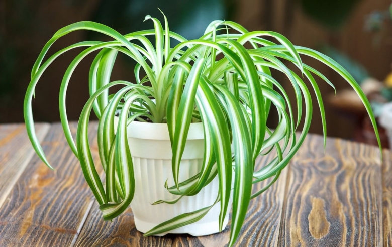 Хлорофитум хохлатый chlorophytum comosum