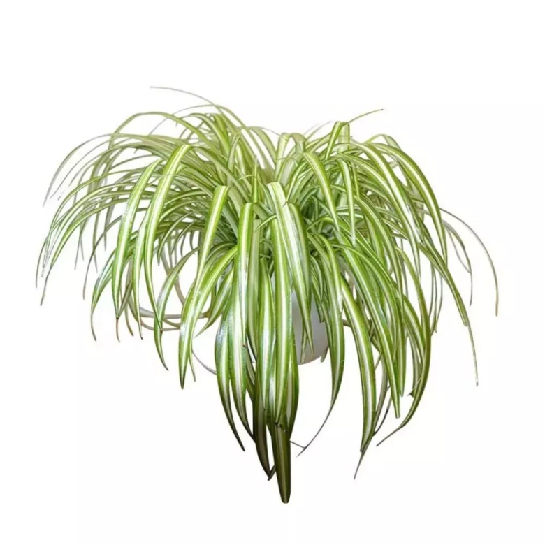 Хлорофитум хохлатый vittatum