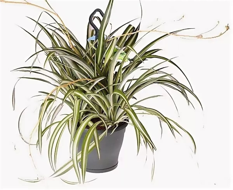 Хлорофитум пестролистный