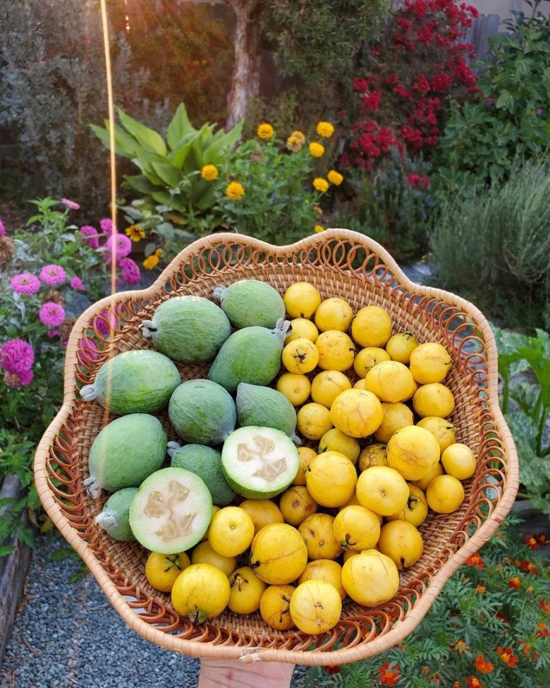 Экзотические фрукт