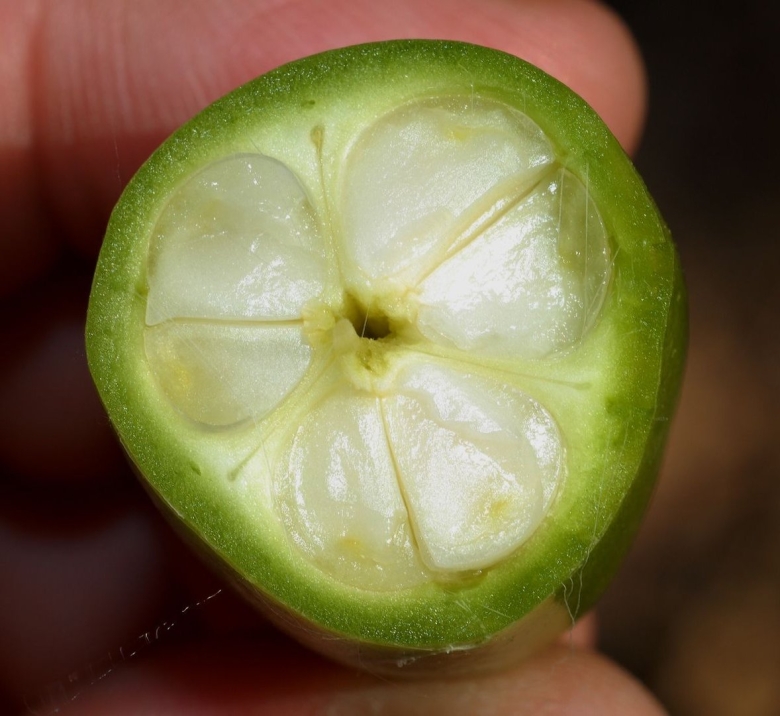 Агава фрукт