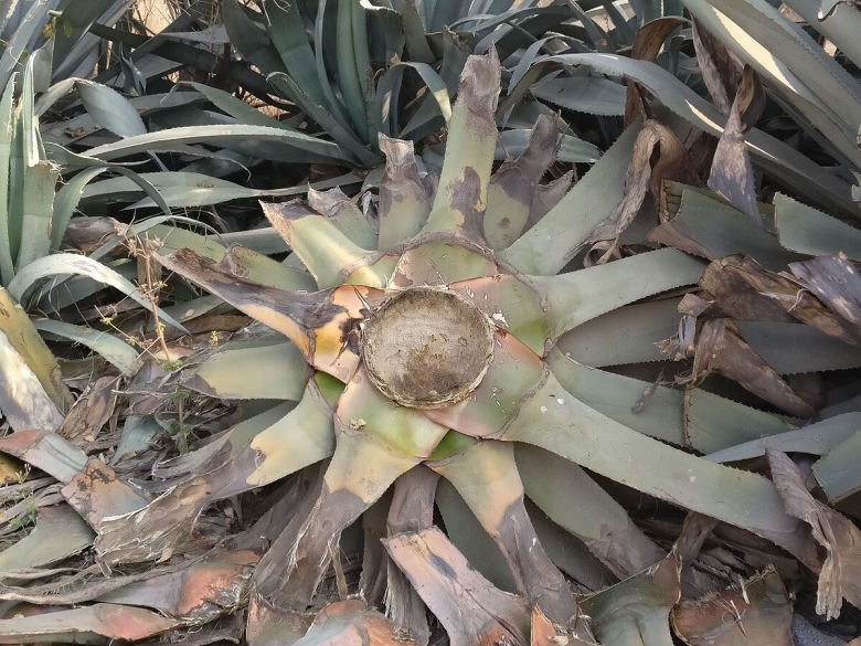 Agave macroacantha