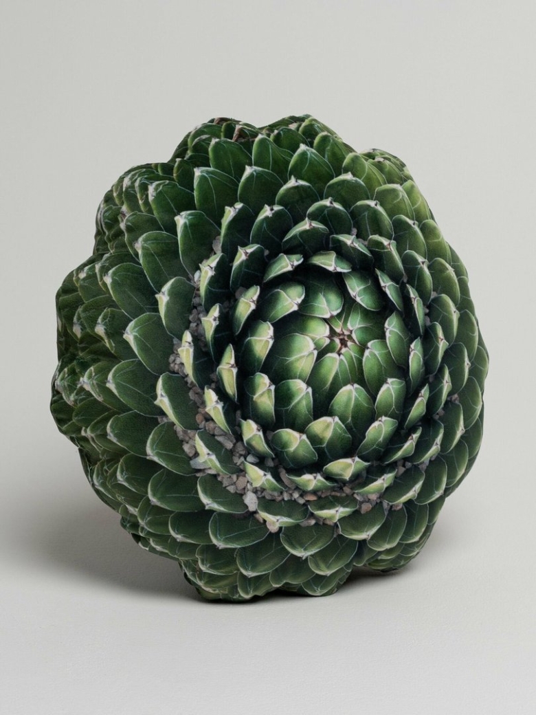 Агава королева виктория