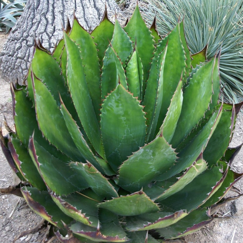 Алоэ Вера семейство Асфоделовые