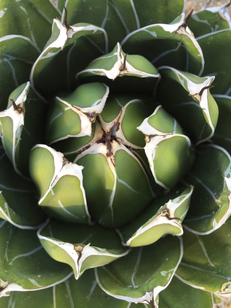 Агава плоды фото