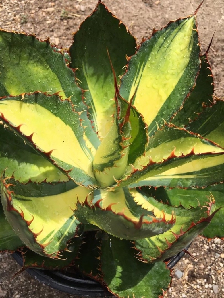 Agave isthmensis