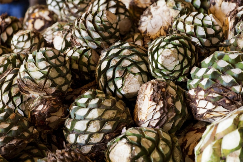 Агава фрукт фото