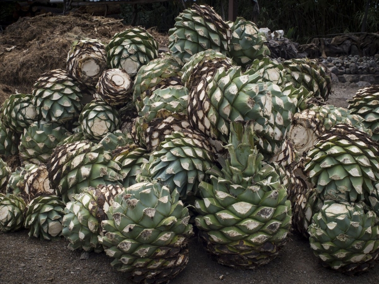 Голубая Агава для текилы