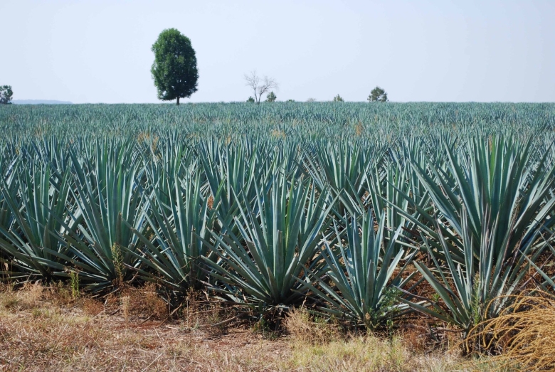 Агава фрукт фото