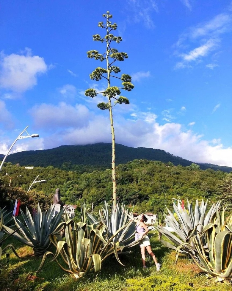 Агава в сочи