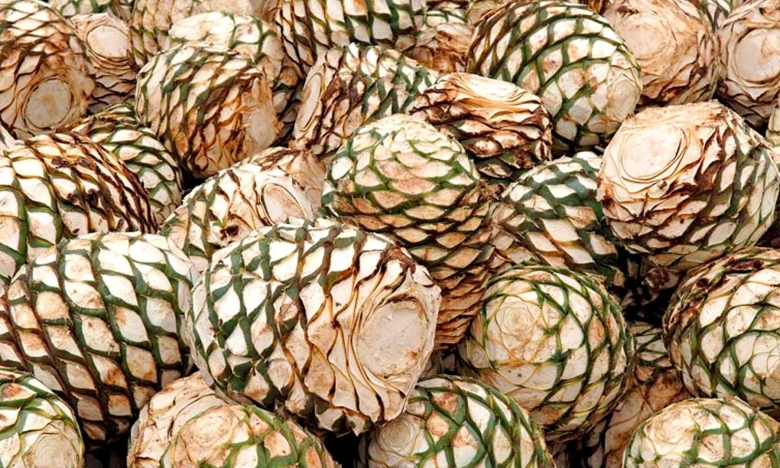 Голубая агава