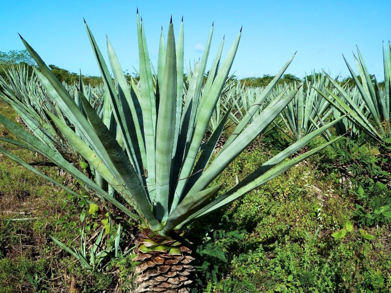 Agave fourcroydes