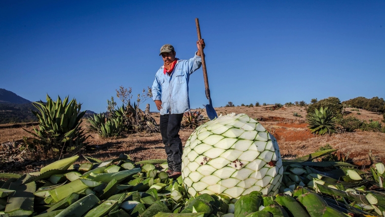 Текила из кактуса