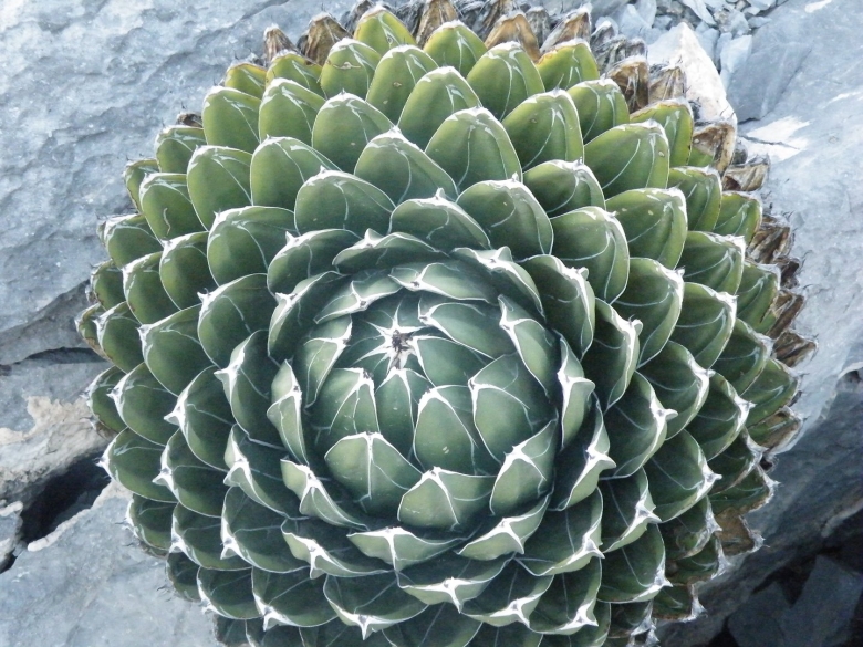 Agave victoriae Reginae himesanoyuki