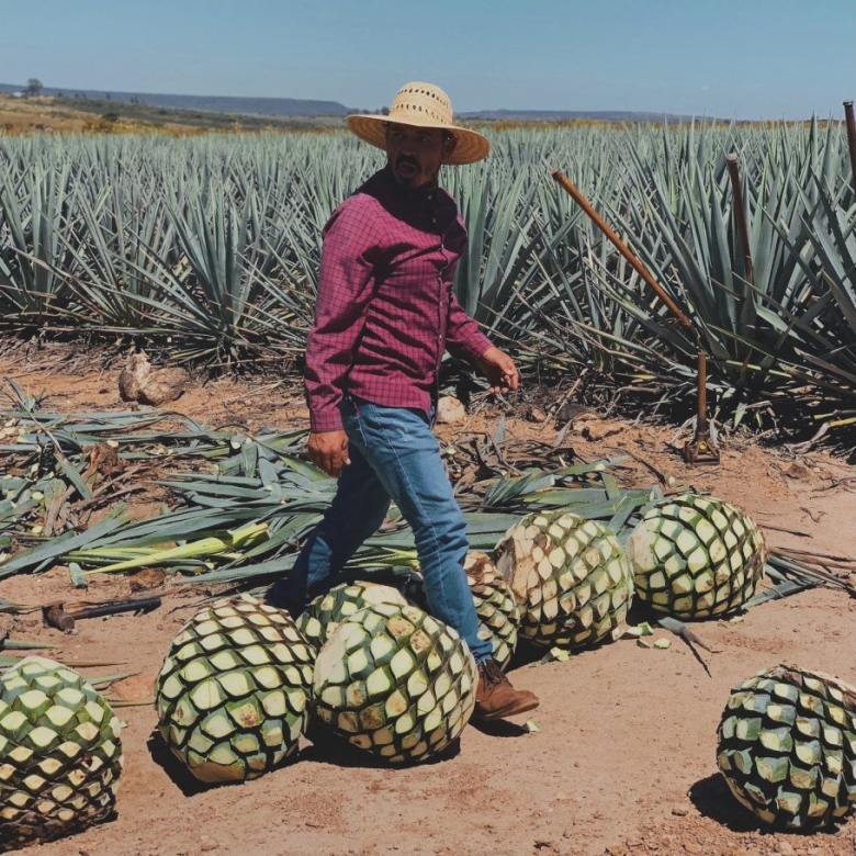 Агава голубая фрукт