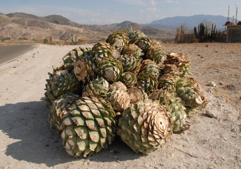 Шишки голубой Агавы