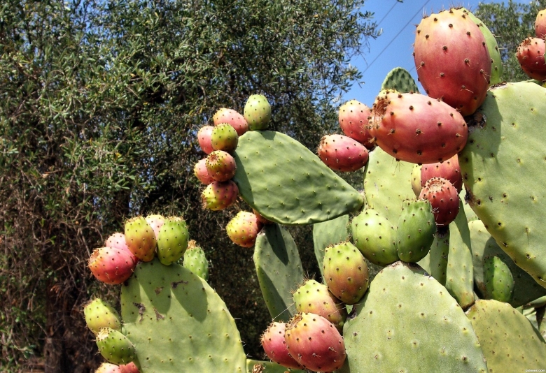 Opuntia cochenillifera