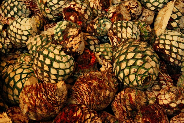 Мексиканская водка из кактуса