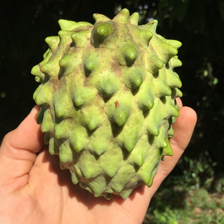 Атемойя дерево