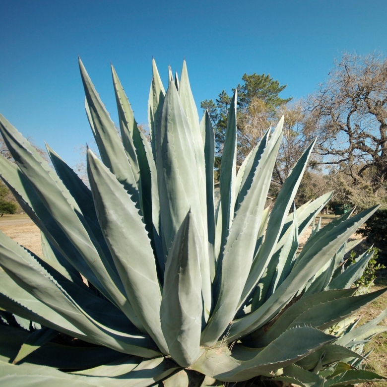 Agave Mixed