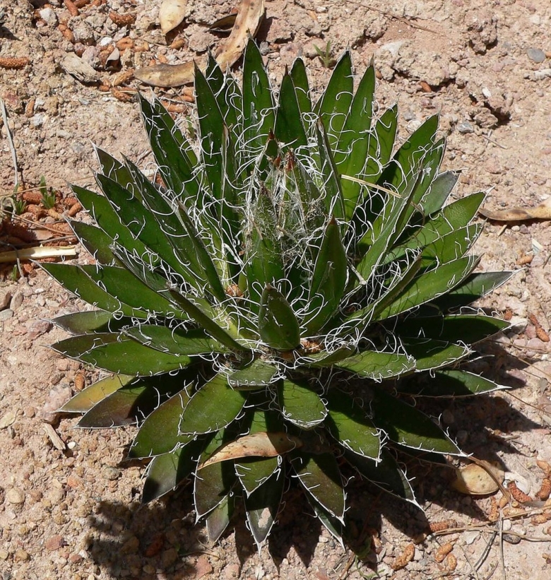 Agave filifera schidigera