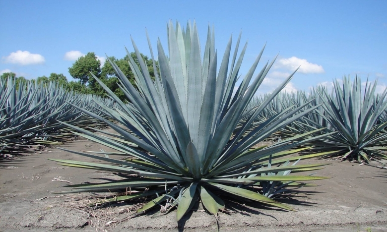 Tequila agave