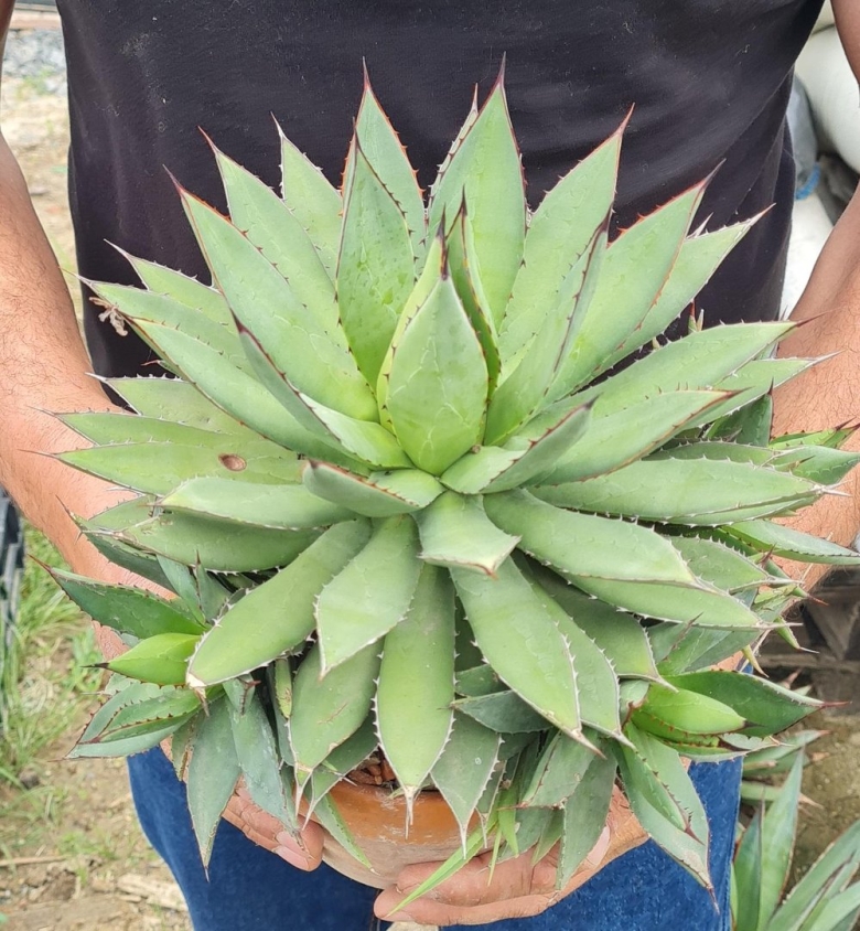 Agave Burnt Burgundy marginata